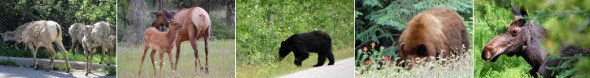 A taste of the wild life (L to R): Aggressive/fearless mountain goats, elk calving season, black bears (often with cubs), brown (Grizzly?) bears, and moose.